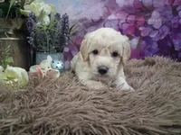 Celeste, a female Miniature Goldendoodle for sale in Concord, NC – 6 of 6