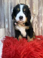 Vader, a male Bernese Mountain Dog for sale in Concord, NC – 1 of 3