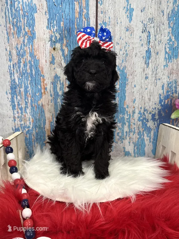 Rarity – Miniature Bernedoodle puppy for sale in Concord, NC