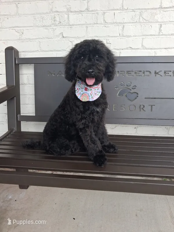 Raven – Miniature Bernedoodle puppy for sale in Concord, NC