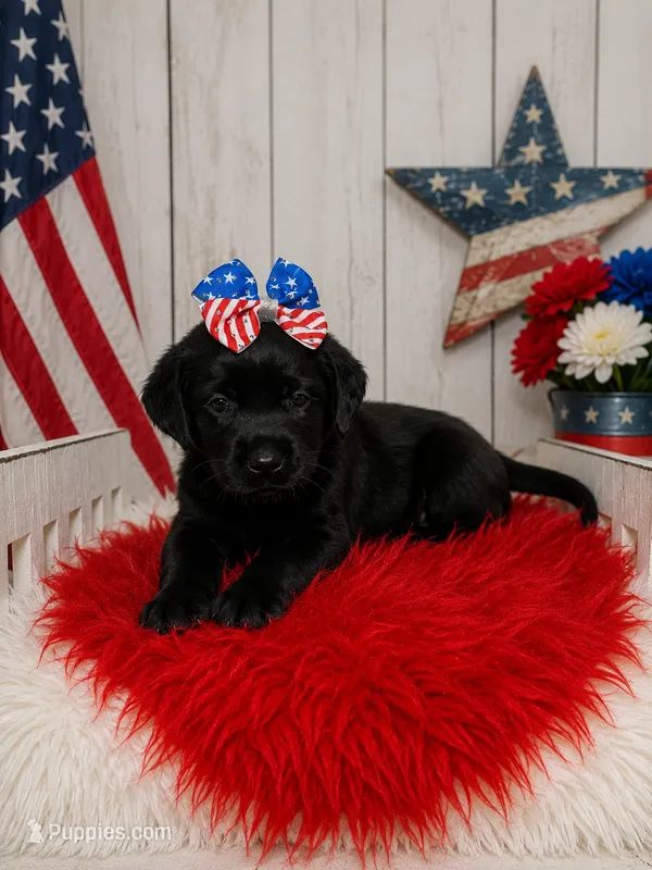 Junia – Labrador Retriever puppy for sale in Concord, NC
