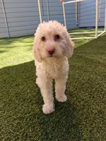 Celeste, a female Miniature Goldendoodle for sale in Concord, NC – 4 of 6