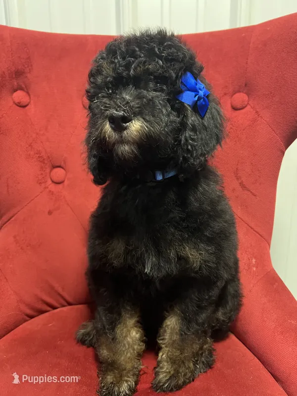Aria – Poodle - Miniature  puppy for sale in Concord, NC