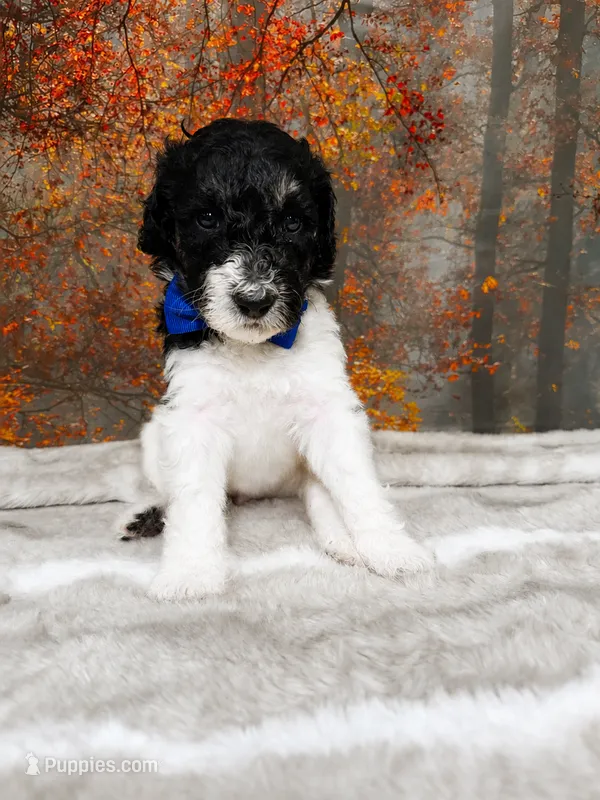 Bennett – Poodle - Standard  puppy for sale in Concord, NC