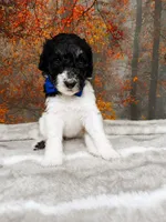 Bennett, a male Poodle - Standard  for sale in Concord, NC – 1 of 3