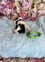 Ranger, a male Miniature Bernedoodle for sale in Concord, NC – Photo 2 of 3