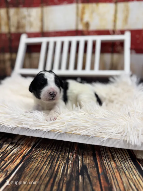 Ranger – Miniature Bernedoodle puppy for sale in Concord, NC