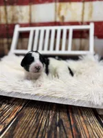 Ranger, a male Miniature Bernedoodle for sale in Concord, NC – Photo 1 of 3