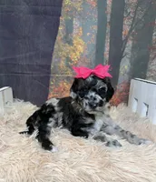 Claudia, a female Miniature Goldendoodle for sale in Concord, NC – 3 of 4
