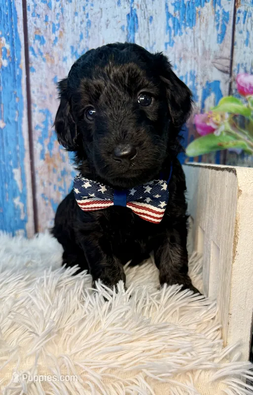 Tatum – Poodle - Miniature , Shepadoodle puppy for sale in Concord, NC