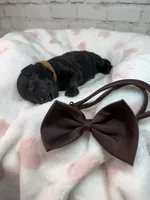Tatum, a male Poodle - Miniature  and Shepadoodle for sale in Concord, NC – 2 of 3