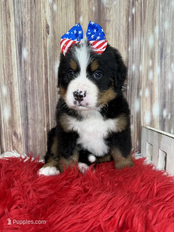 Vieanna – Bernese Mountain Dog puppy for sale in Concord, NC