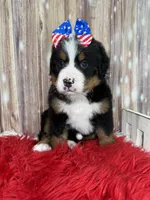 Vieanna, a female Bernese Mountain Dog for sale in Concord, NC – 1 of 3