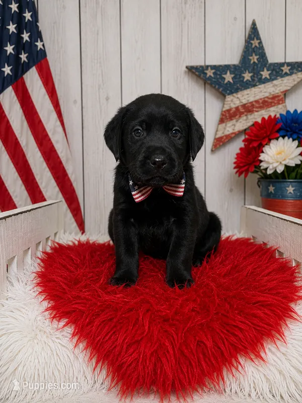 Moses – Labrador Retriever puppy for sale in Concord, NC