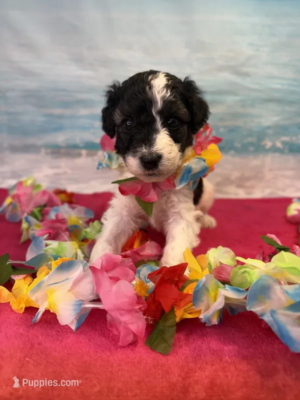 Reba – Miniature Bernedoodle puppy for sale in Concord, NC