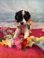 Reba, a female Miniature Bernedoodle for sale in Concord, NC – 4 of 8