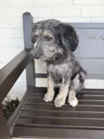 Sianna, a female Shepadoodle for sale in Concord, NC – 9 of 9