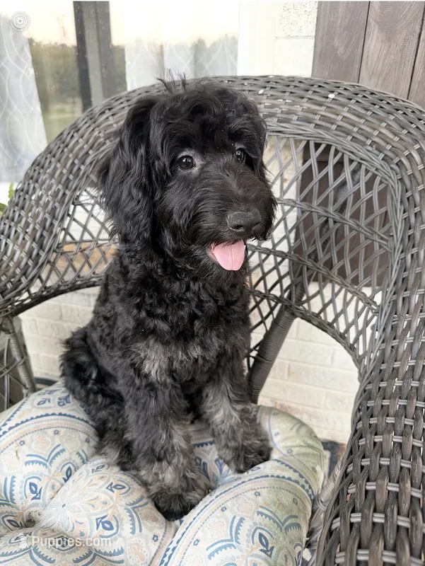 Tatum – Poodle - Miniature , Shepadoodle puppy for sale in Concord, NC