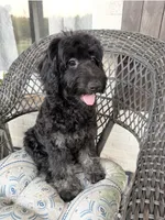 Tatum, a male Poodle - Miniature  and Shepadoodle for sale in Concord, NC – 1 of 9