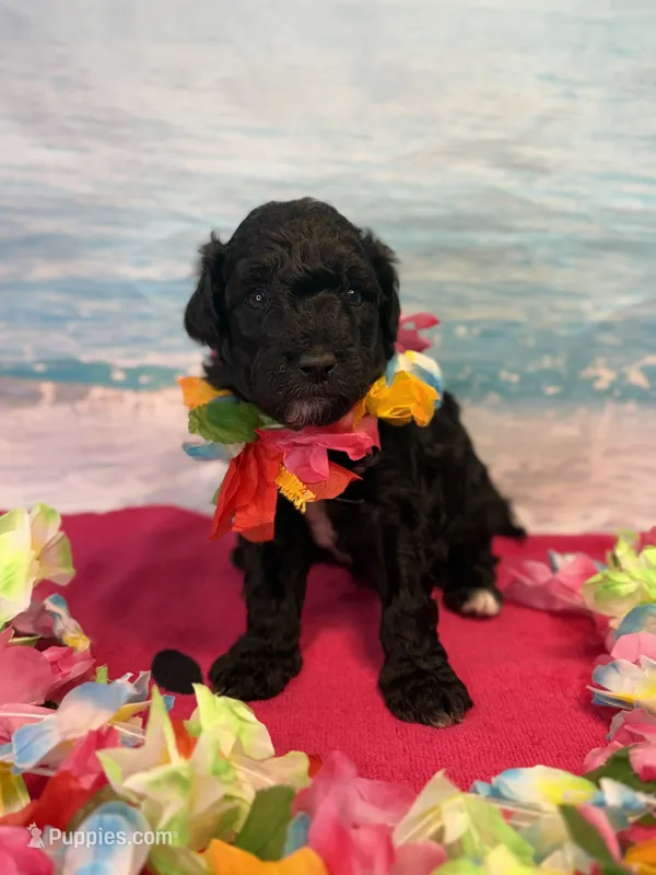 Rarity – Miniature Bernedoodle puppy for sale in Concord, NC