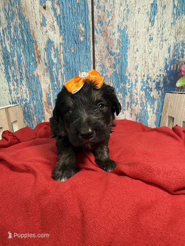 Sianna – Shepadoodle puppy for sale in Concord, NC