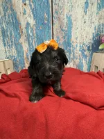 Sianna, a female Shepadoodle for sale in Concord, NC – 1 of 4
