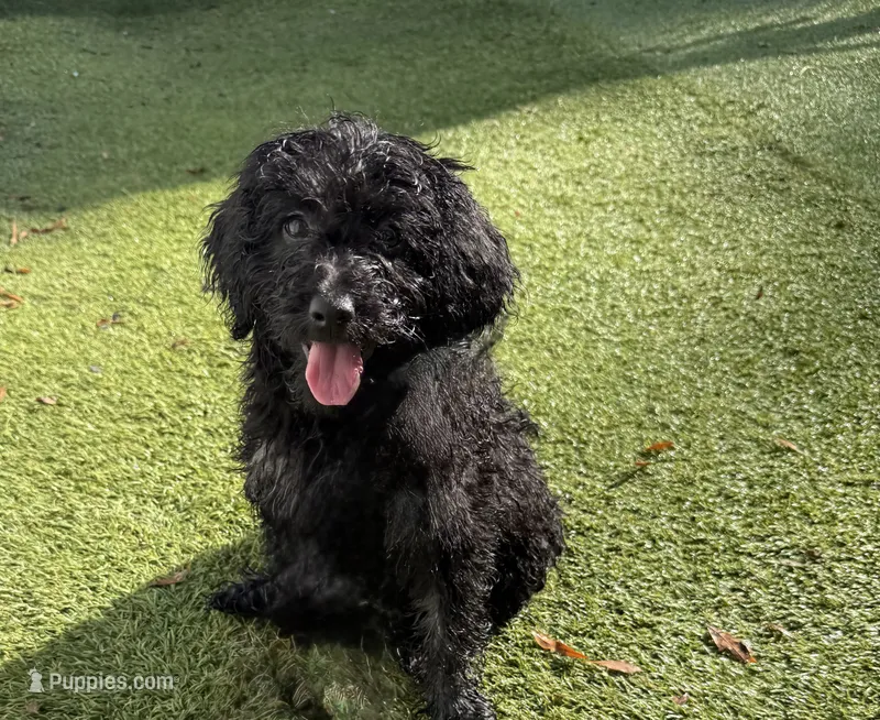 Trudy – Poodle - Miniature , Shepadoodle puppy for sale in Concord, NC