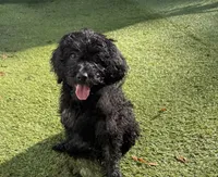 Trudy, a female Poodle - Miniature  and Shepadoodle for sale in Concord, NC – 1 of 7