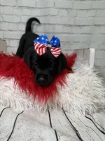 Junia, a female Labrador Retriever for sale in Concord, NC – 3 of 5