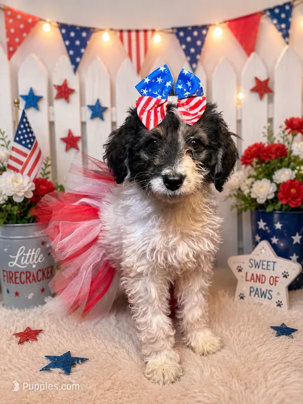 Reba – Miniature Bernedoodle puppy for sale in Concord, NC