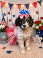 Reba, a female Miniature Bernedoodle for sale in Concord, NC – 1 of 8