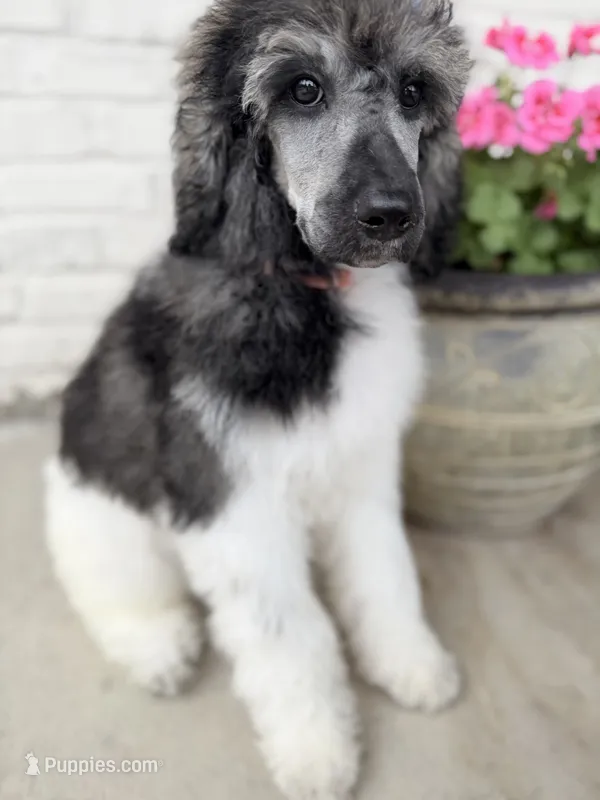Bristol – Poodle - Standard  puppy for sale in Concord, NC