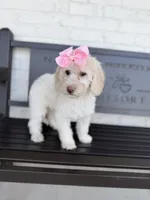 Celeste, a female Miniature Goldendoodle for sale in Concord, NC – 2 of 6
