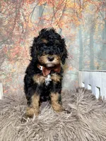 Arik, a male Poodle - Miniature  for sale in Concord, NC – 2 of 6