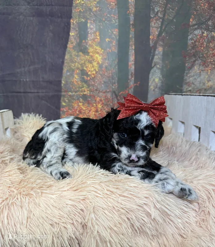Corinne – Miniature Goldendoodle puppy for sale in Concord, NC