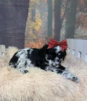 Corinne, a female Miniature Goldendoodle for sale in Concord, NC – 2 of 3