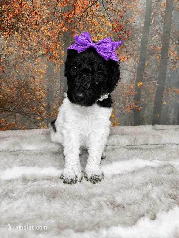 Briella – Poodle - Standard  puppy for sale in Concord, NC