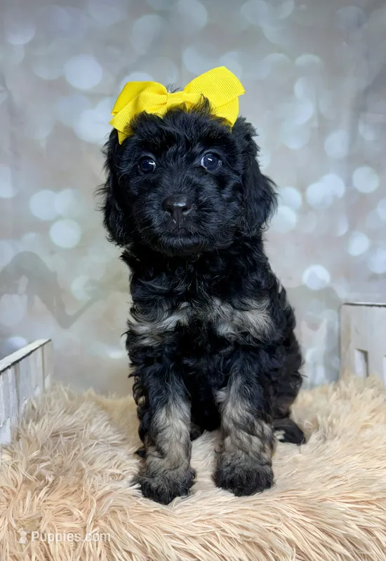 Teagan – Poodle - Miniature , Shepadoodle puppy for sale in Concord, NC