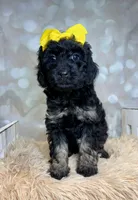 Teagan, a female Poodle - Miniature  and Shepadoodle for sale in Concord, NC – 1 of 6