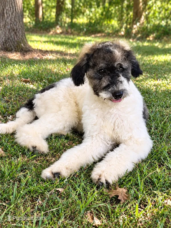 Reba – Miniature Bernedoodle puppy for sale in Concord, NC