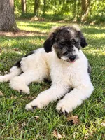 Reba, a female Miniature Bernedoodle for sale in Concord, NC – 1 of 9