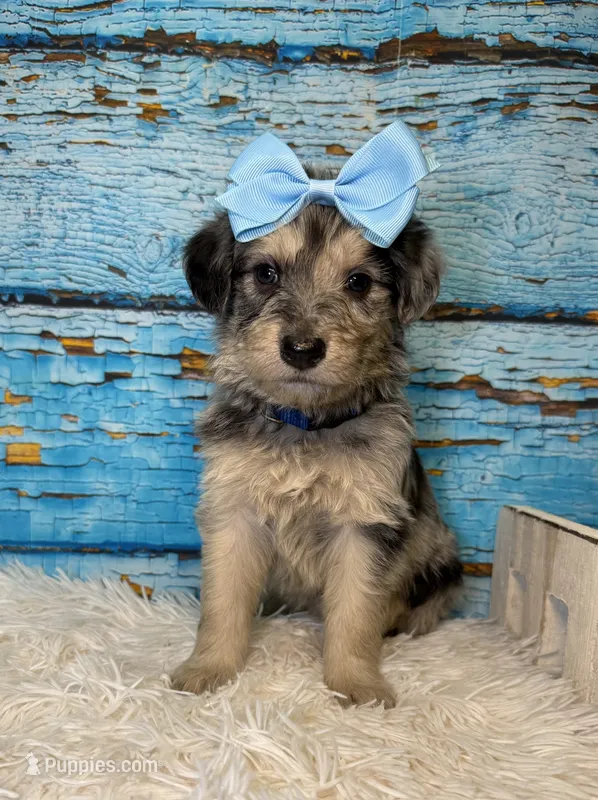 Sevyn – Shepadoodle puppy for sale in Concord, NC