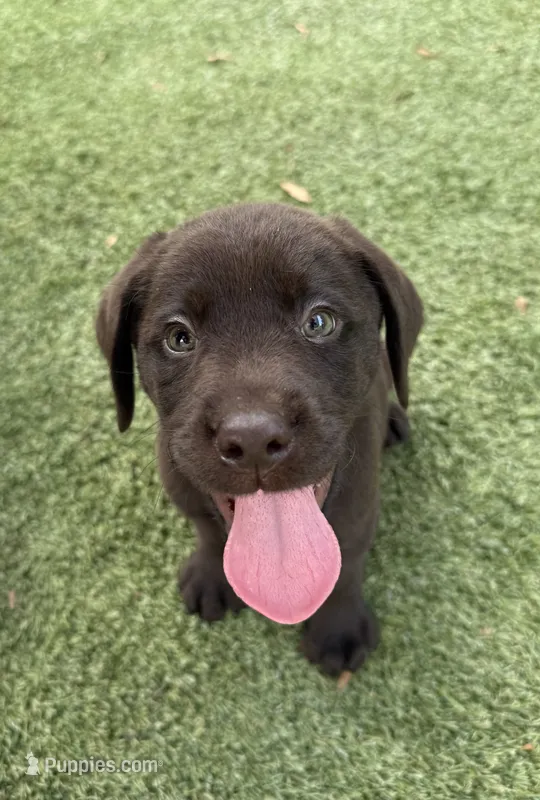 Micah – Labrador Retriever puppy for sale in Concord, NC