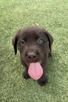 Micah, a male Labrador Retriever for sale in Concord, NC – 2 of 7