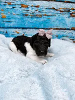 Brinn, a female Poodle - Standard  for sale in Concord, NC – 2 of 3
