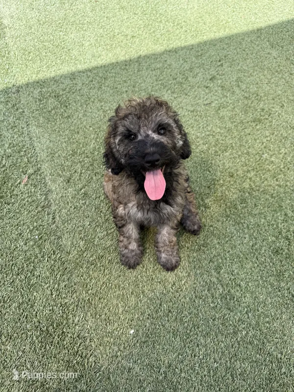Rosa – Miniature Bernedoodle puppy for sale in Concord, NC