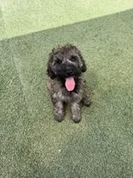 Rosa, a female Miniature Bernedoodle for sale in Concord, NC – 1 of 8