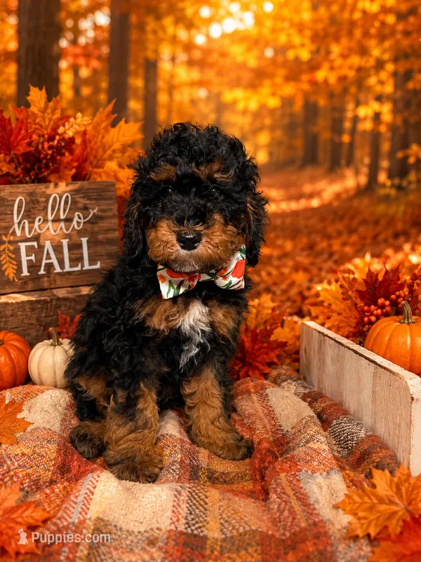 Arik – Poodle - Miniature  puppy for sale in Concord, NC
