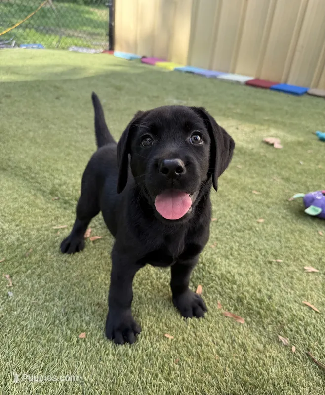 Simon – Labrador Retriever puppy for sale in Concord, NC