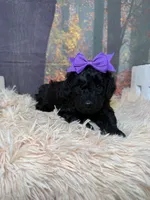 Cecily, a female Miniature Goldendoodle for sale in Concord, NC – 3 of 3